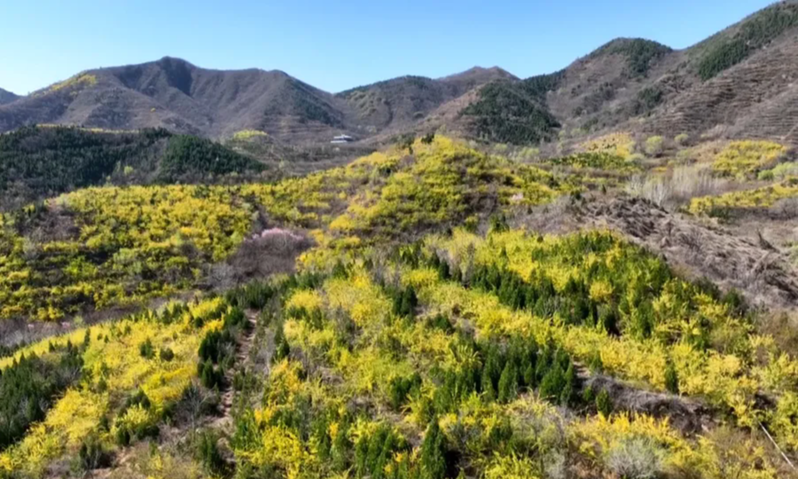 花开河北｜石家庄鹿泉区：连翘花开 产业兴旺