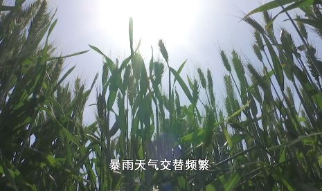 【麦田管理敲黑板】干热风灾害预警发布 小麦专家支招防范