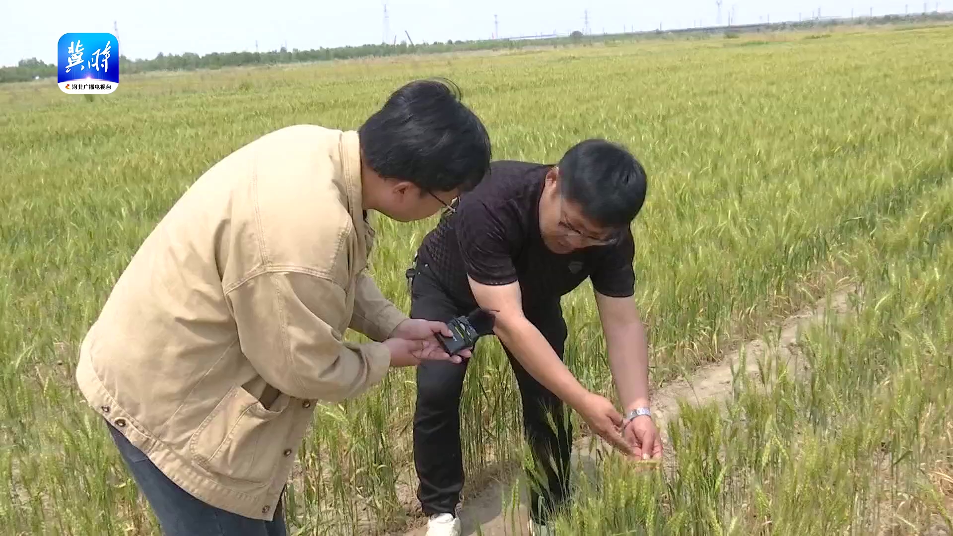 【备战三夏】沧州黄骅：生物改良盐碱地 旱碱麦丰收在即