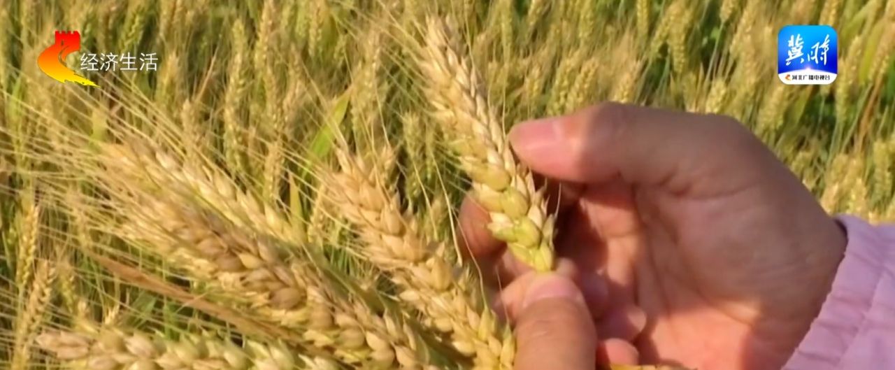 【麦向丰收】遭遇强对流天气出现小麦倒伏怎么办？