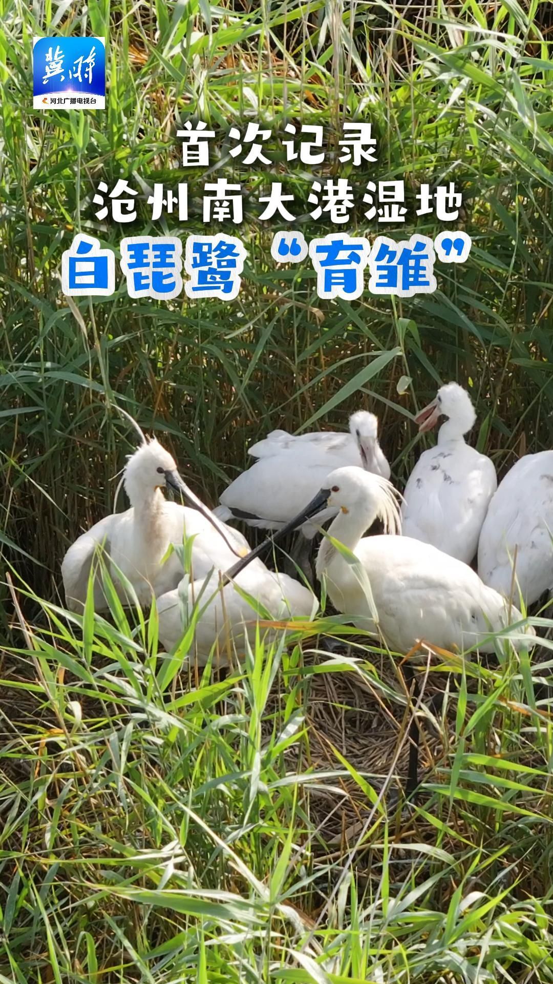 沧州南大港湿地首次记录白琵鹭“育雏”
