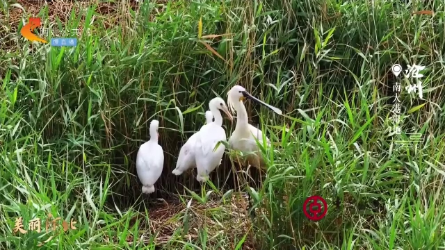 美丽河北见证官宋文峰作品欣赏丨南大港湿地“鸟宝宝”排队可爱出镜！