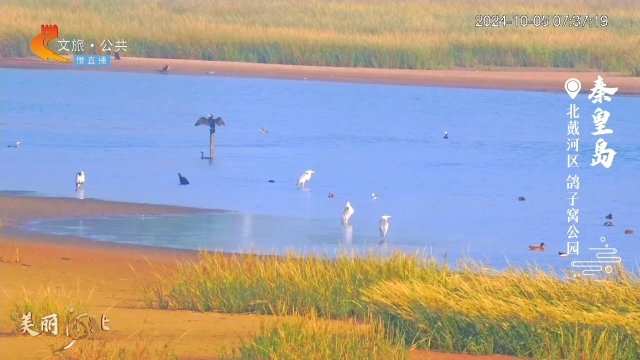 美丽河北慢直播丨打卡鸽子窝公园，赏秋风秋色秋意浓 秦皇岛 清晨 2024/10/05#这么近，那么美，周末到河北