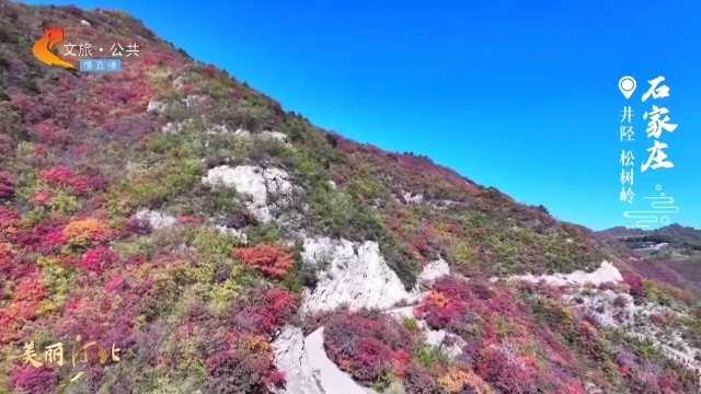 美丽河北慢直播丨打翻调色盘的美！快来松树岭赏漫山秋华 正午 2024/10/18#这么近，那么美，周末到河北