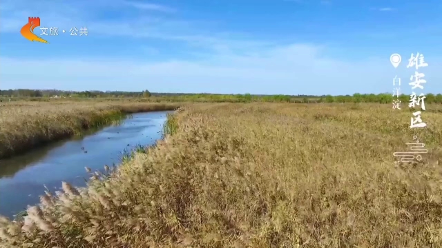 美丽河北慢直播•秘境精灵丨候鸟至！飞羽临水照影，白洋淀满目生趣 雄安新区 正午 2024/10/31#这么近，那么美，周末到河北