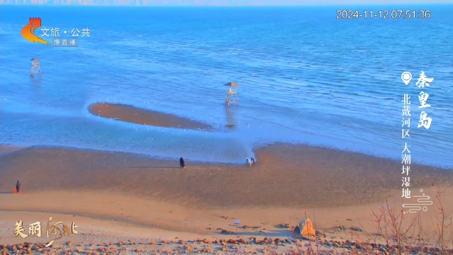 美丽河北慢直播丨碧海蓝天，候鸟翩跹~大潮坪湿地，等你来 秦皇岛 清晨 2024/11/12#这么近，那么美，周末到河北