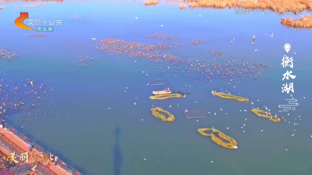 美丽河北慢直播丨鸟儿翩跹，衡水湖的一道亮丽风景线 衡水 正午 2024/11/18#这么近，那么美，周末到河北