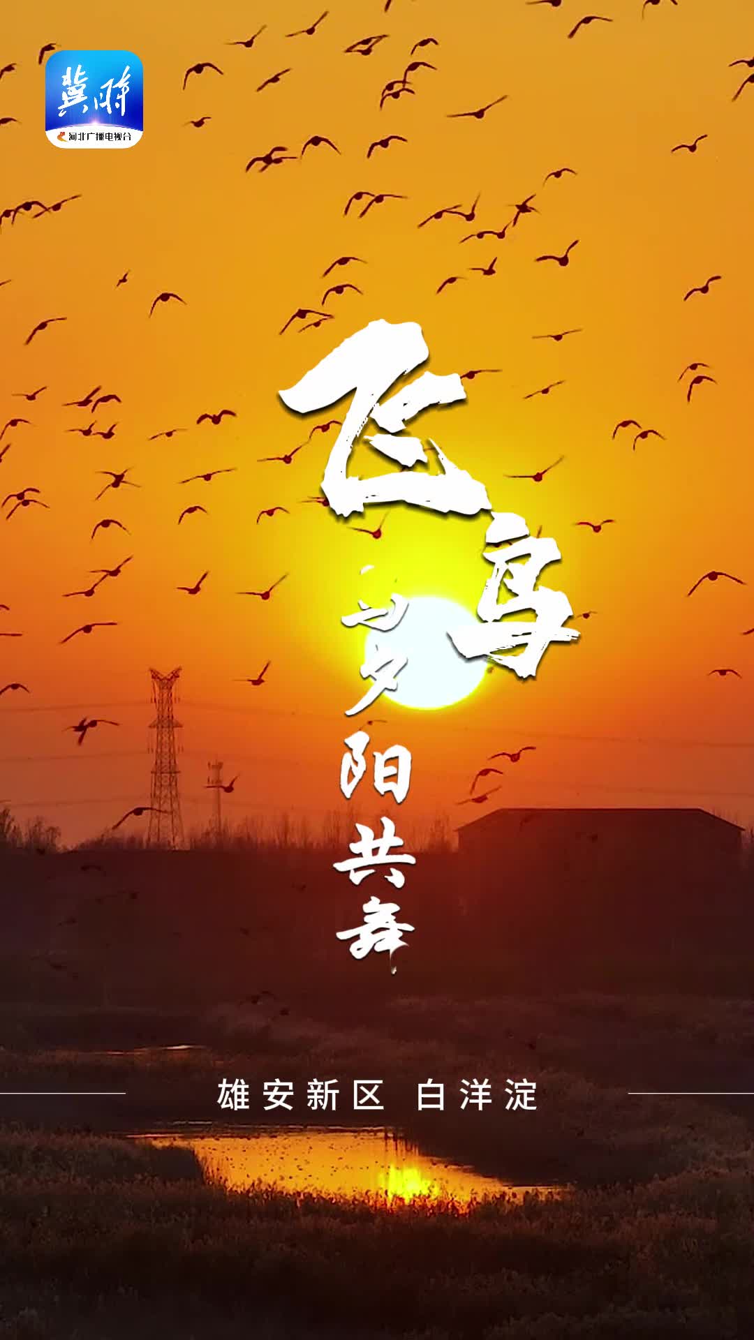 候鸟归来丨美轮美奂~~ 在白洋淀，看飞鸟与夕阳共舞！