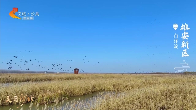 美麗河北慢直播丨瞧！白洋淀的鳥(niǎo)兒們正上演“天空之舞” 雄安新區(qū) 正午 2024/12/05#這么近，那么美，周末到河北