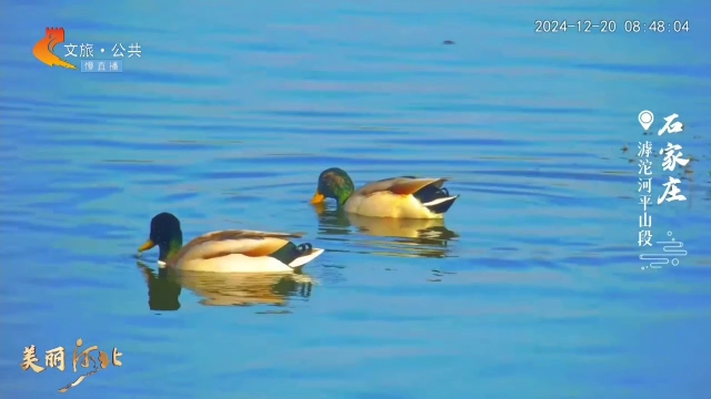 美丽河北慢直播丨晨光照滹沱，水鸟戏涟漪~石家庄 清晨 2024/12/20 #这么近，那么美，周末到河北