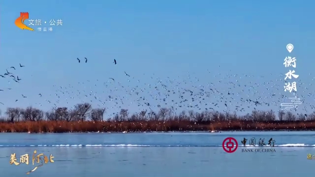 美丽河北慢直播丨壮观！衡水湖鸟浪，美到心坎 正午 2025/02/11#这么近，那么美，周末到河北