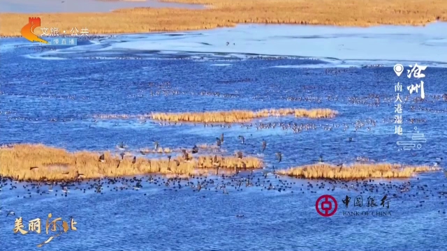 美丽河北见证官宋文峰作品欣赏丨碧水悠悠，芦苇摇曳，鸟影翩翩，南大港湿地尽显自然之美