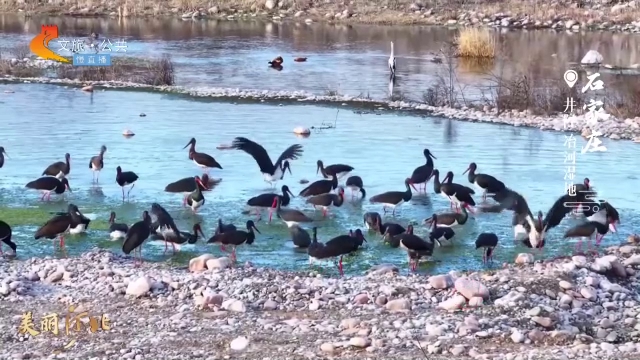 美丽河北慢直播丨“鸟中大熊猫”黑鹳云集冶河湿地，翩翩起舞~清晨 2025/02/21 #这么近，那么美，周末到河北