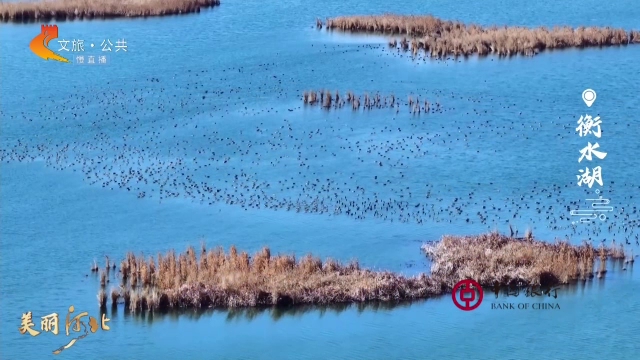 美丽河北慢直播•“冀”情山水丨邂逅衡水湖，共赏观鸟季的浪漫风情 正午 2025/03/04#这么近，那么美，周末到河北