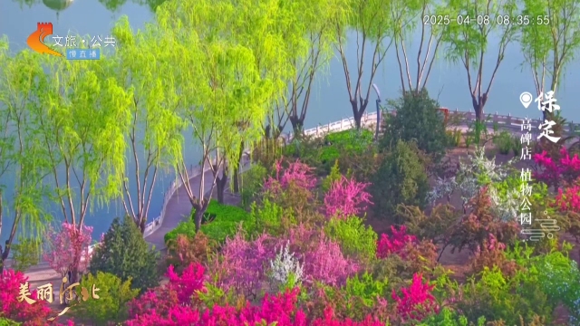 美丽河北慢直播丨惊艳！保定繁花似锦，春日颜值拉满 保定 清晨 2025/04/08#这么近，那么美，周末到河北