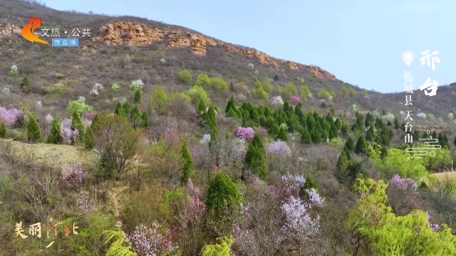 美丽河北慢直播•太行山文化旅游带丨春山如画，花事正浓！天台山邀你共赴一场视觉盛宴 清晨 2025/04/10#这么近，那么美，周末到河北