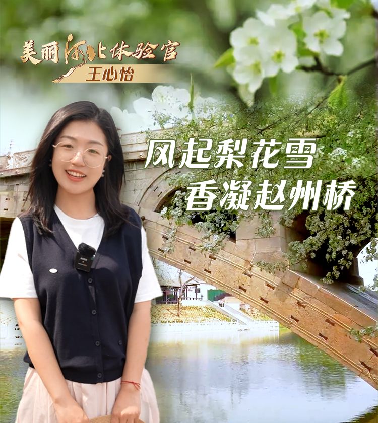 美丽河北体验官 | 风起梨花雪 香凝赵州桥