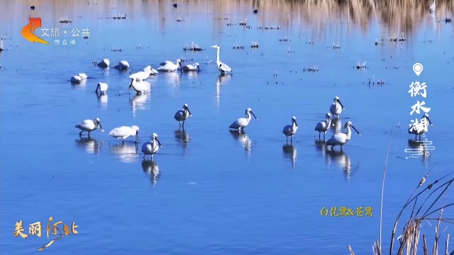 美丽河北慢直播丨打卡衡水湖，看白琵鹭的冠羽飘逸之美 衡水 正午 2025/04/22#这么近，那么美，周末到河北