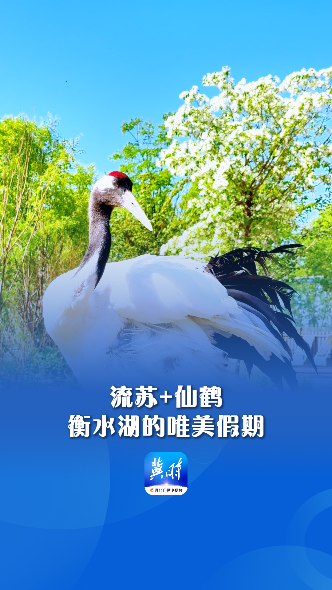 五一去哪儿｜流苏＋仙鹤=衡水湖的唯美假期