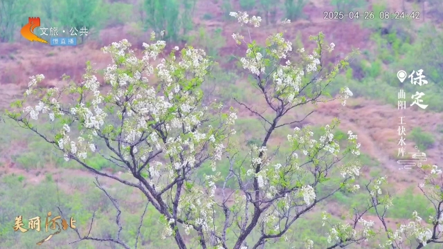 美丽河北慢直播•五一去哪儿？丨畅游燕山太行，看千山擎浩气，万壑荡春澜 清晨 2025/04/26#这么近，那么美，周末到河北