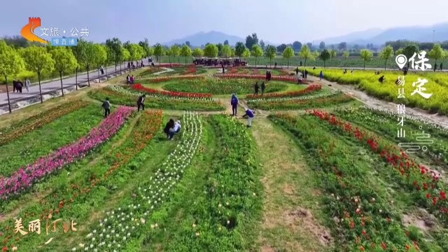 美丽河北慢直播•五一去哪儿？丨狼牙山花开正艳，你准备好来一场视觉盛宴了吗？ 正午 2025/04/30#这么近，那么美，周末到河北