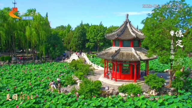 美丽河北慢直播丨赏荷正当时！漫步古莲花池，邂逅粉色浪漫 清晨 2025/06/15#这么近，那么美，周末到河北