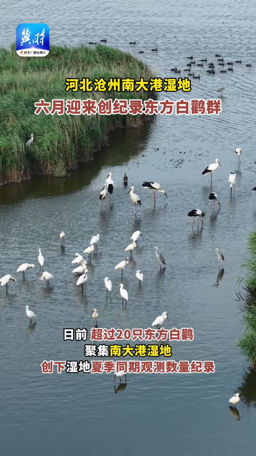 沧州南大港湿地迎来东方白鹳群