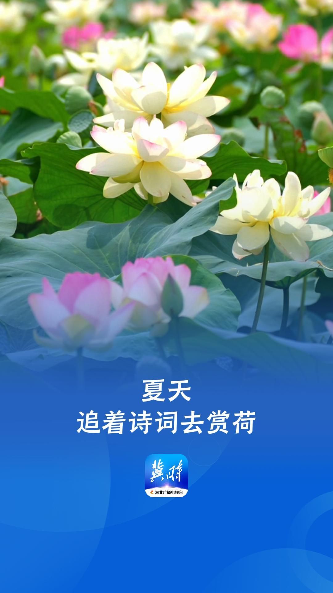 夏天，追着诗词去赏荷 | 这么近，那么美，周末到河北