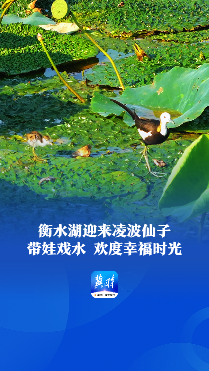 鸟儿的翅膀会说话丨衡水湖迎来凌波仙子，带娃戏水，欢度幸福时光