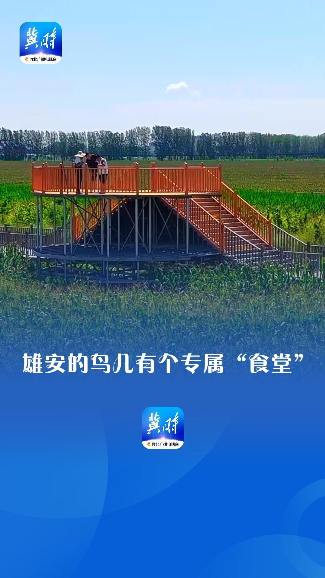 看见雄安 | 雄安的鸟儿有个专属“食堂”