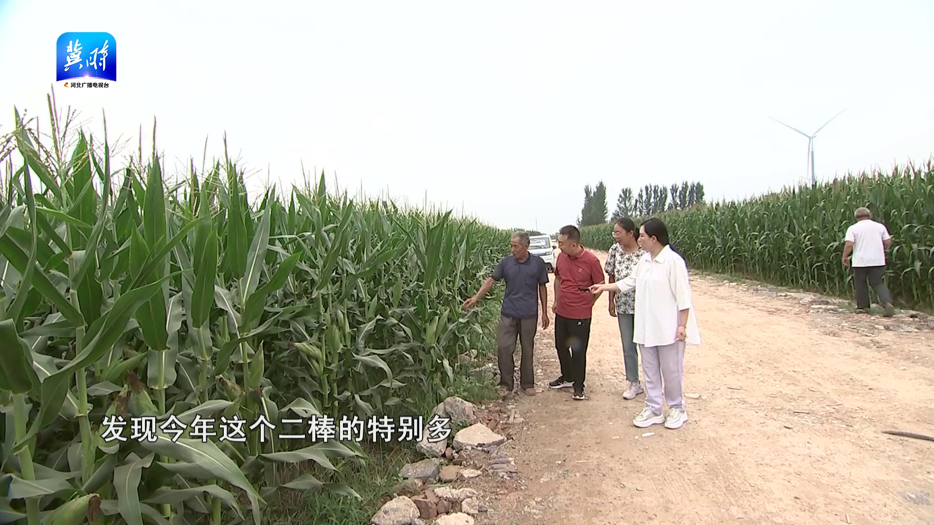 警惕！玉米多长棒子不一定是好事？专家：赶紧掰掉！