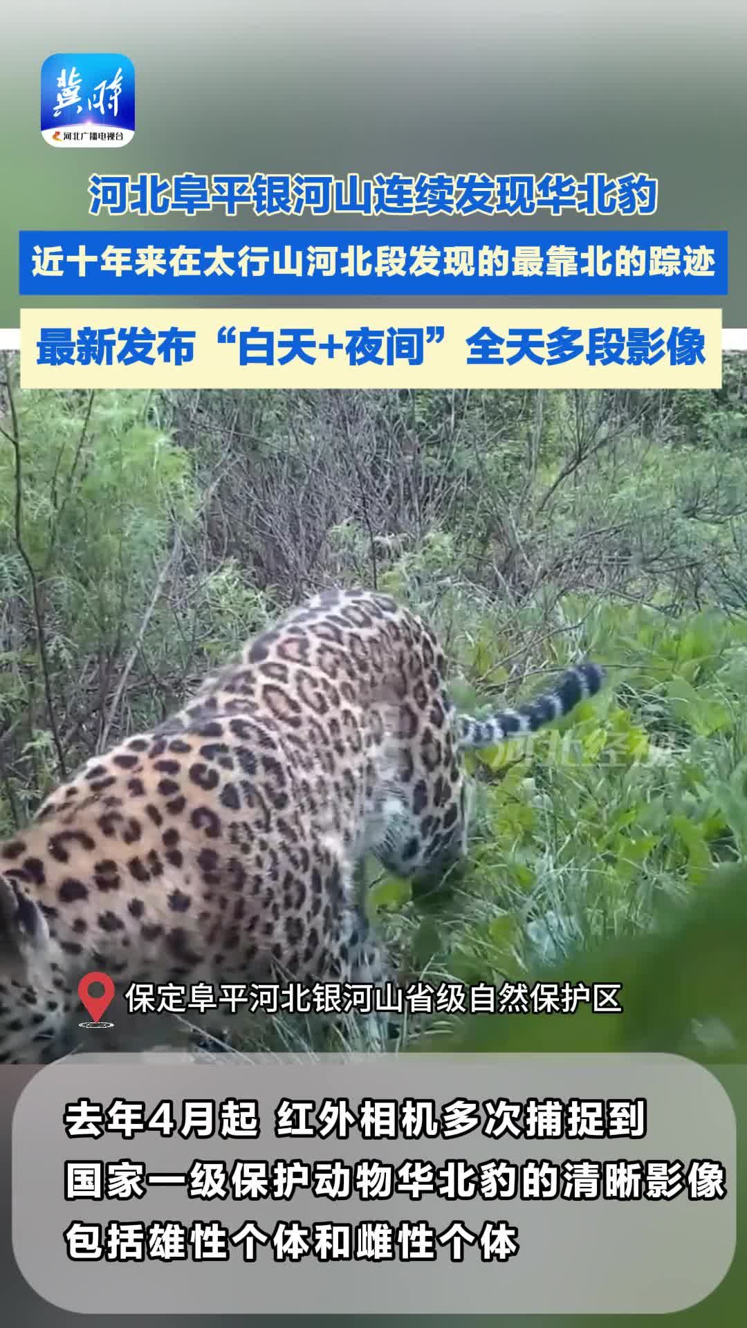 快看！華北豹現近10年太行山河北段最靠北蹤跡 #華北豹#瀕危動物#太行山脈