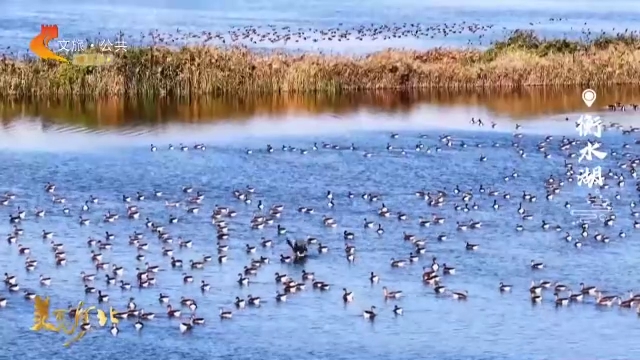 美丽河北见证官李明作品欣赏丨速来！到衡水湖，邂逅游弋的远客