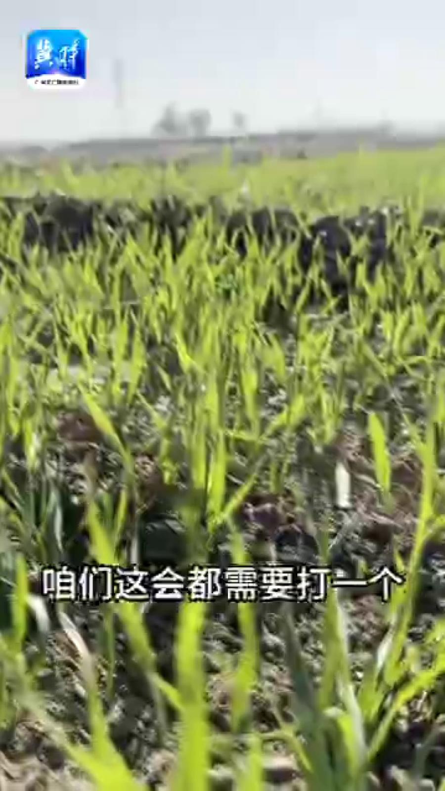 小麦出苗慢、白茎长、苗弱？对症下药！破解“播种过深”后遗症