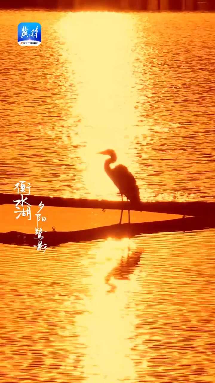 衡水湖：夕阳鹭影