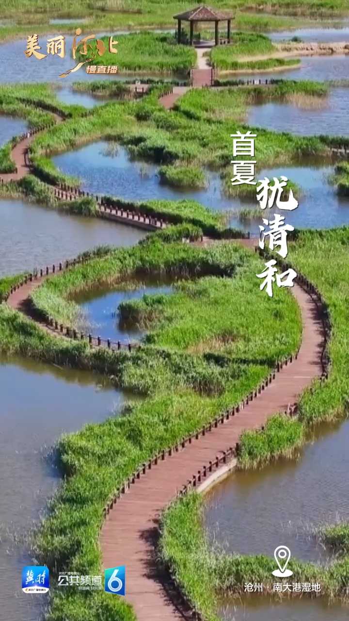 动海报｜美丽河北慢直播·沧州南大港湿地
