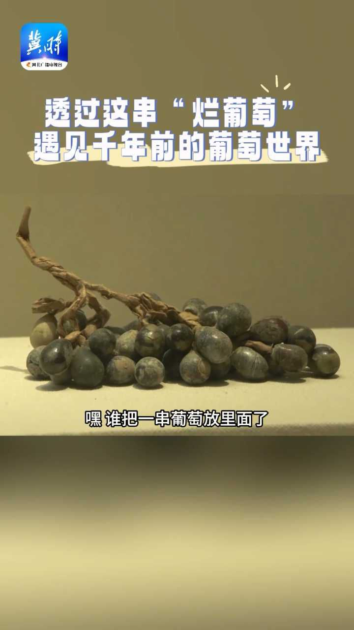 到定州博物馆 透过这串“烂葡萄”遇见千年前的葡萄世界
