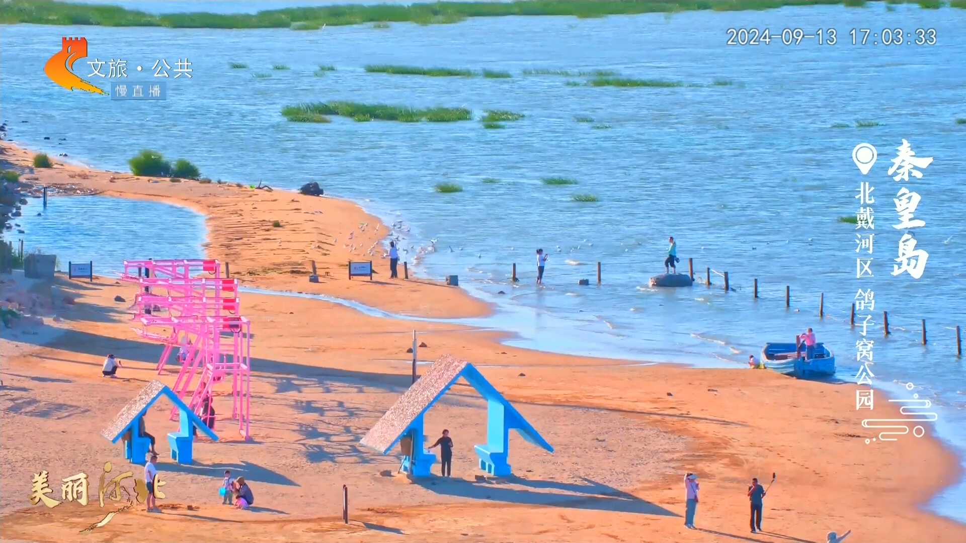 美丽河北慢直播丨海鸥起舞！在鸽子窝公园沉浸式观鸟太美了~ 秦皇岛 夕照 2024/09/13#这么近，那么美，周末到河北