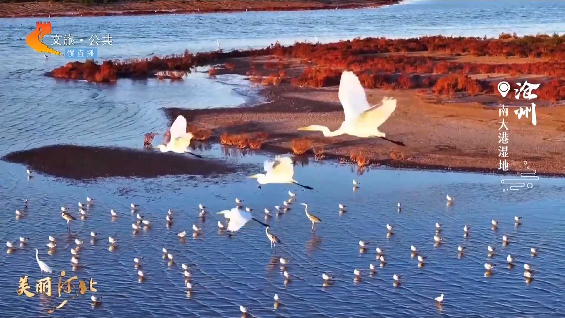 美丽河北慢直播丨秋色染南大港湿地，候鸟翩跹唱响自然之歌 沧州 清晨 2024/09/14#这么近，那么美，周末到河北