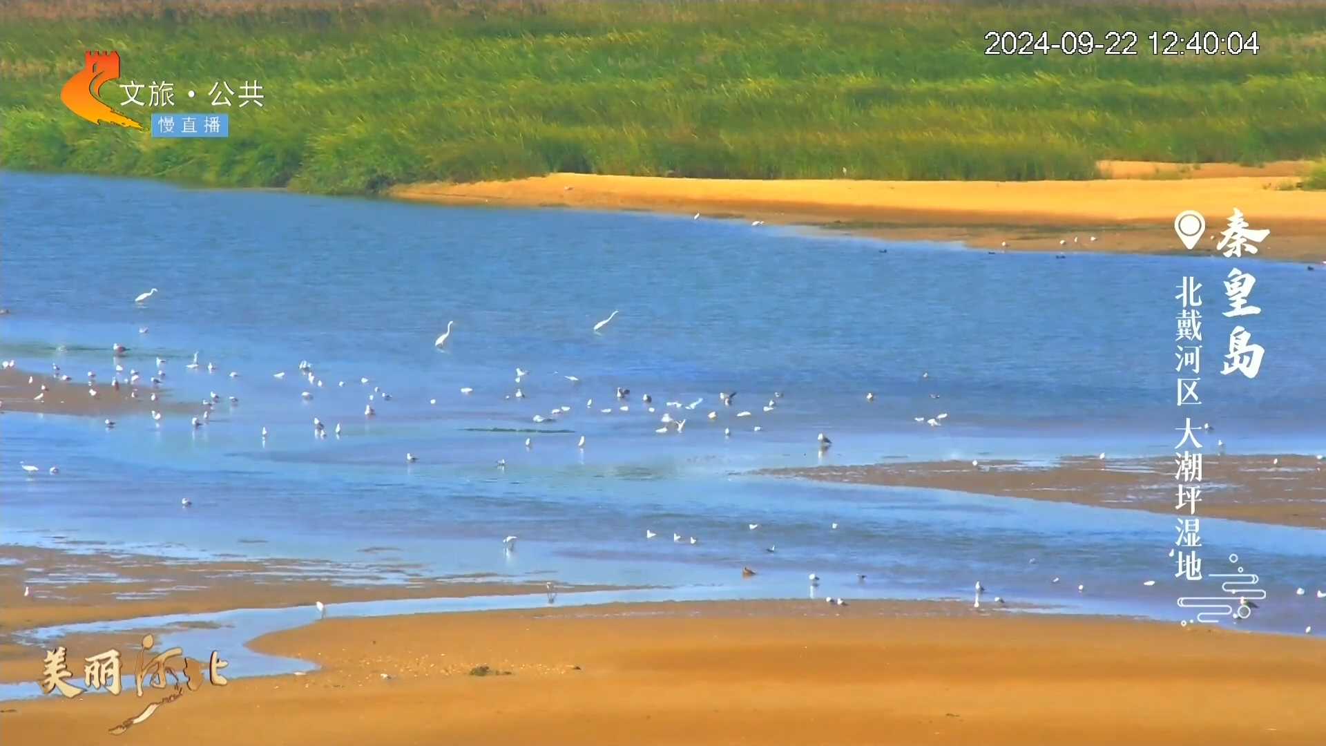 美丽河北慢直播丨迎风踏浪观鸟，邂逅海滨秋日 秦皇岛 正午 2024/09/22#这么近，那么美，周末到河北