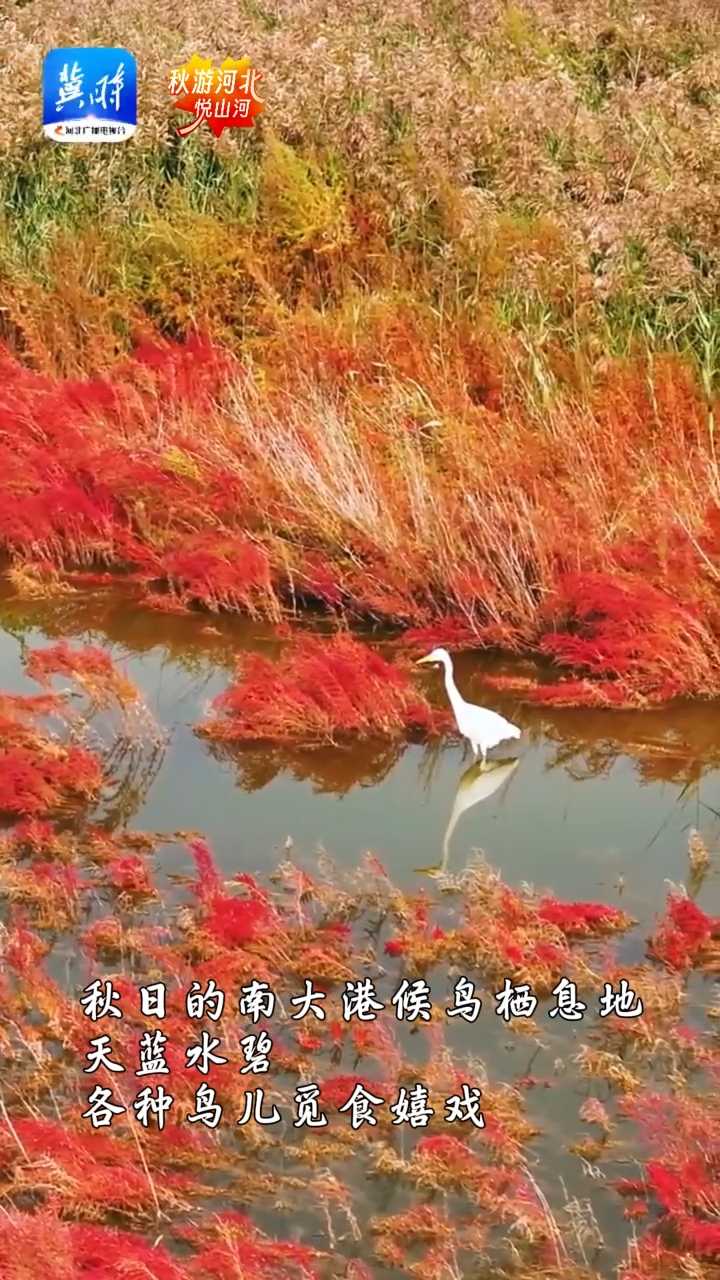 秋游河北悦山河 | 打卡世界级“自然名片”南大港湿地，邂逅鸟儿嬉戏，慢赏苇草秋韵