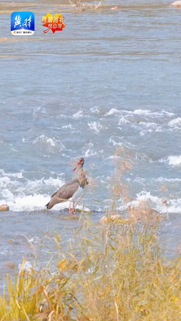 石家庄冶河湿地迎“贵客” 黑鹳翩翩舞秋风 #秋游河北悦山河