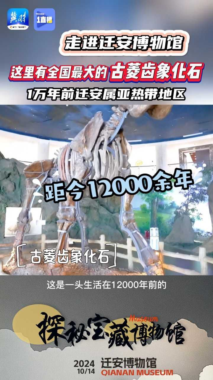 【1直播】1万年前的迁安属亚热带地区！这里有全国最大保存最好的古菱齿象化石