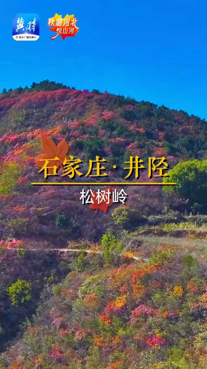 这就是秋天｜赏红叶，去井陉！金秋十月松树岭美如画 #秋游河北悦山河