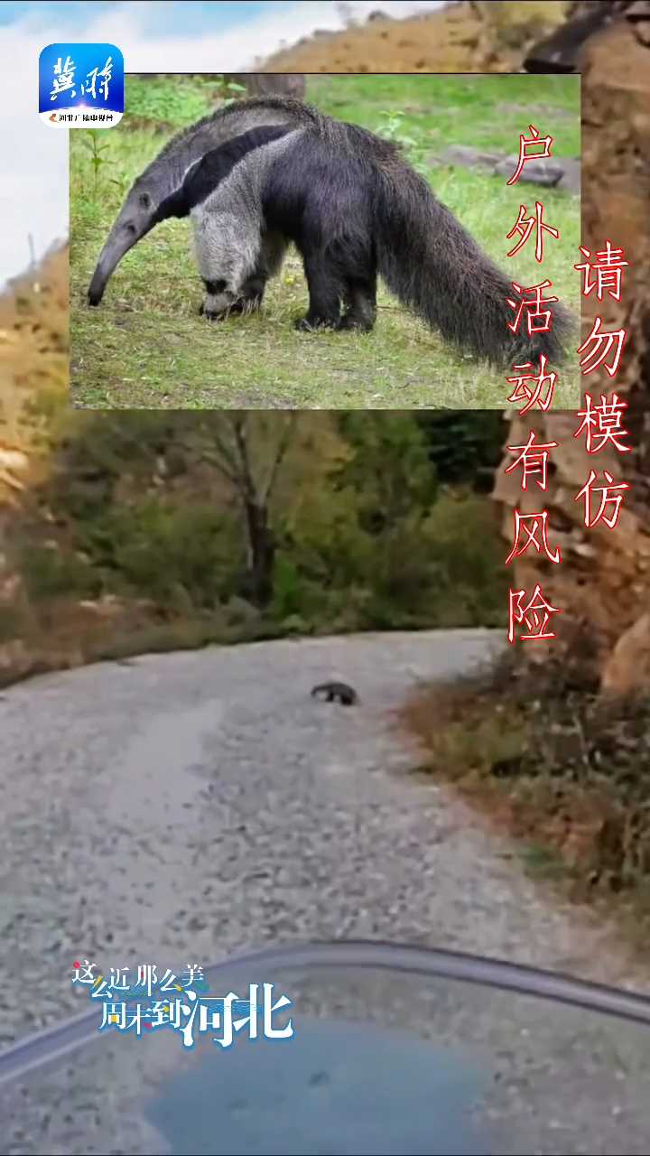 骑着摩托游河北｜打卡石家庄平山下口镇瓦岔山，看这些野生动物，你能认出几种？