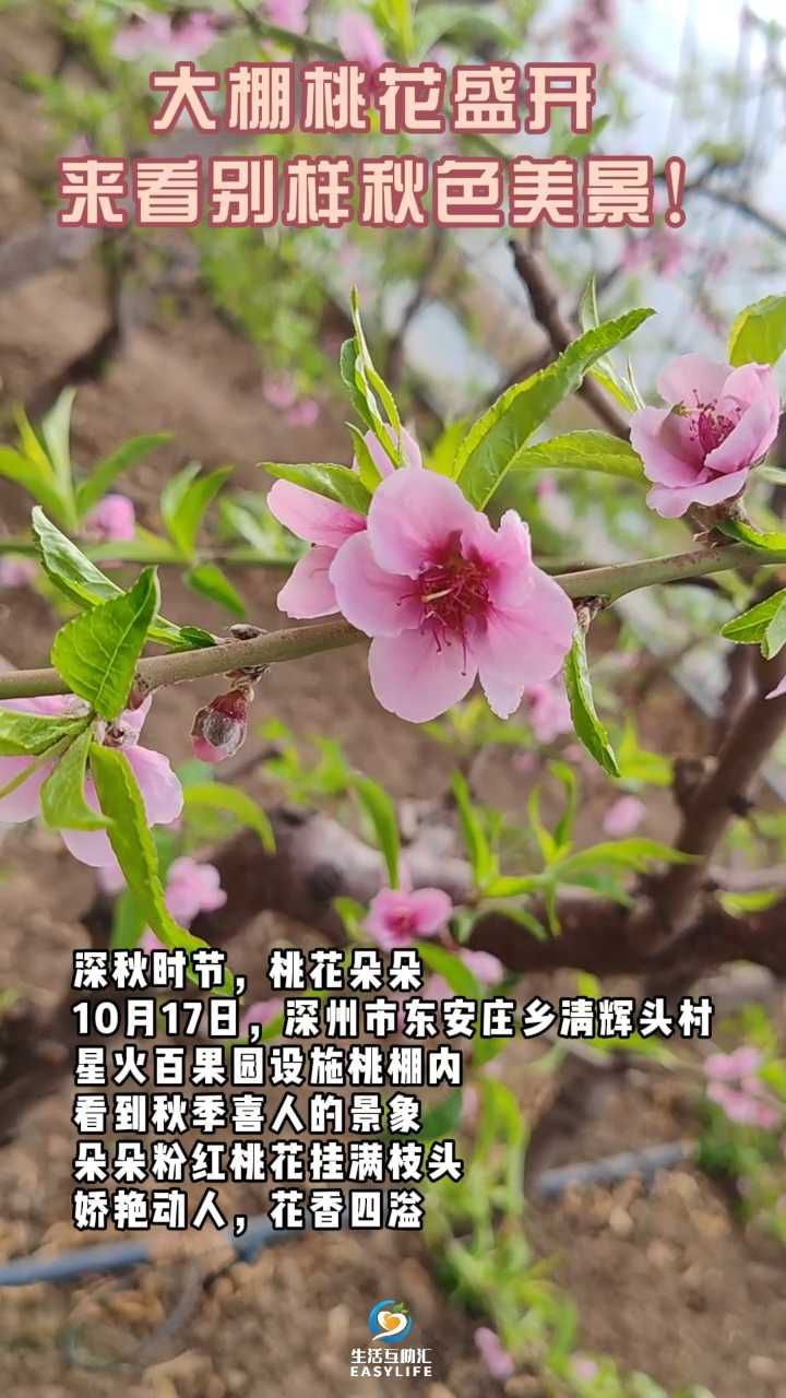 没错！这个秋天，桃花开了！