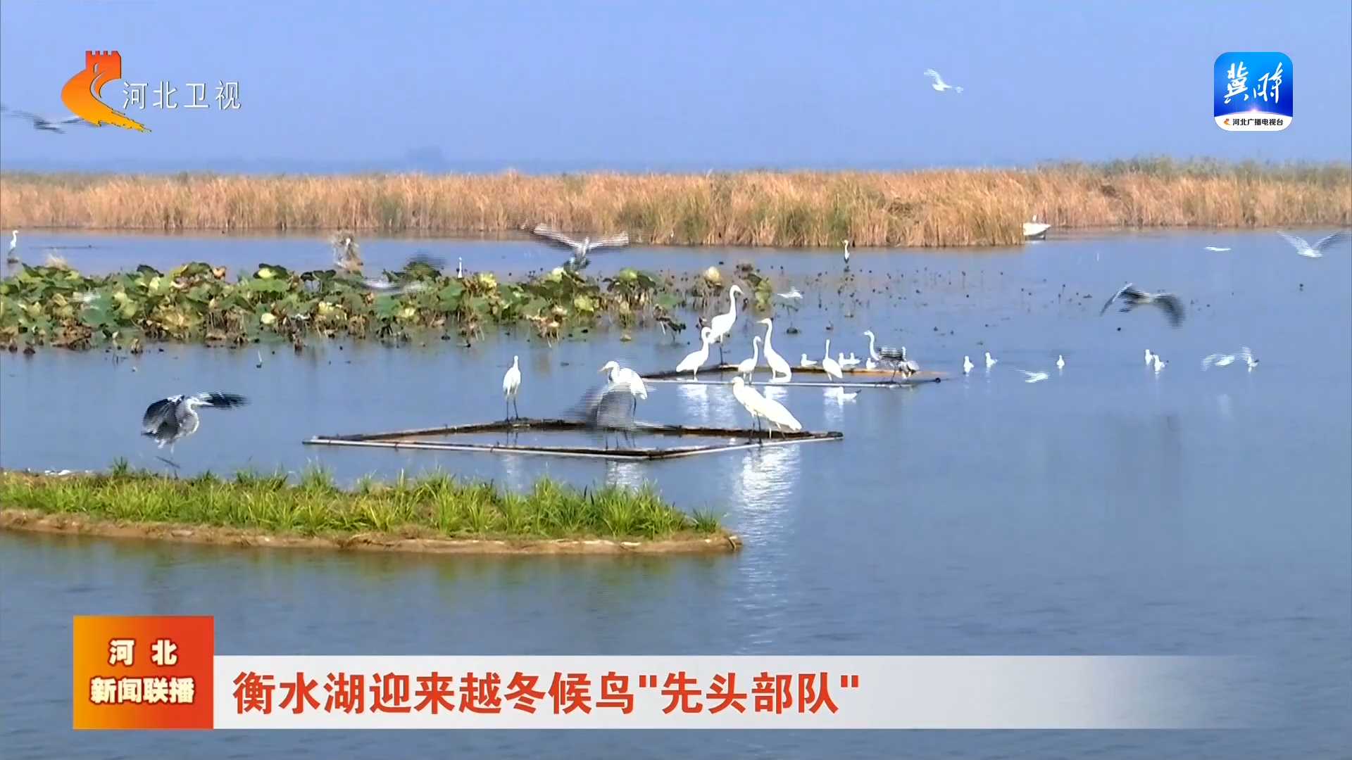 衡水湖迎来越冬候鸟“先头部队”