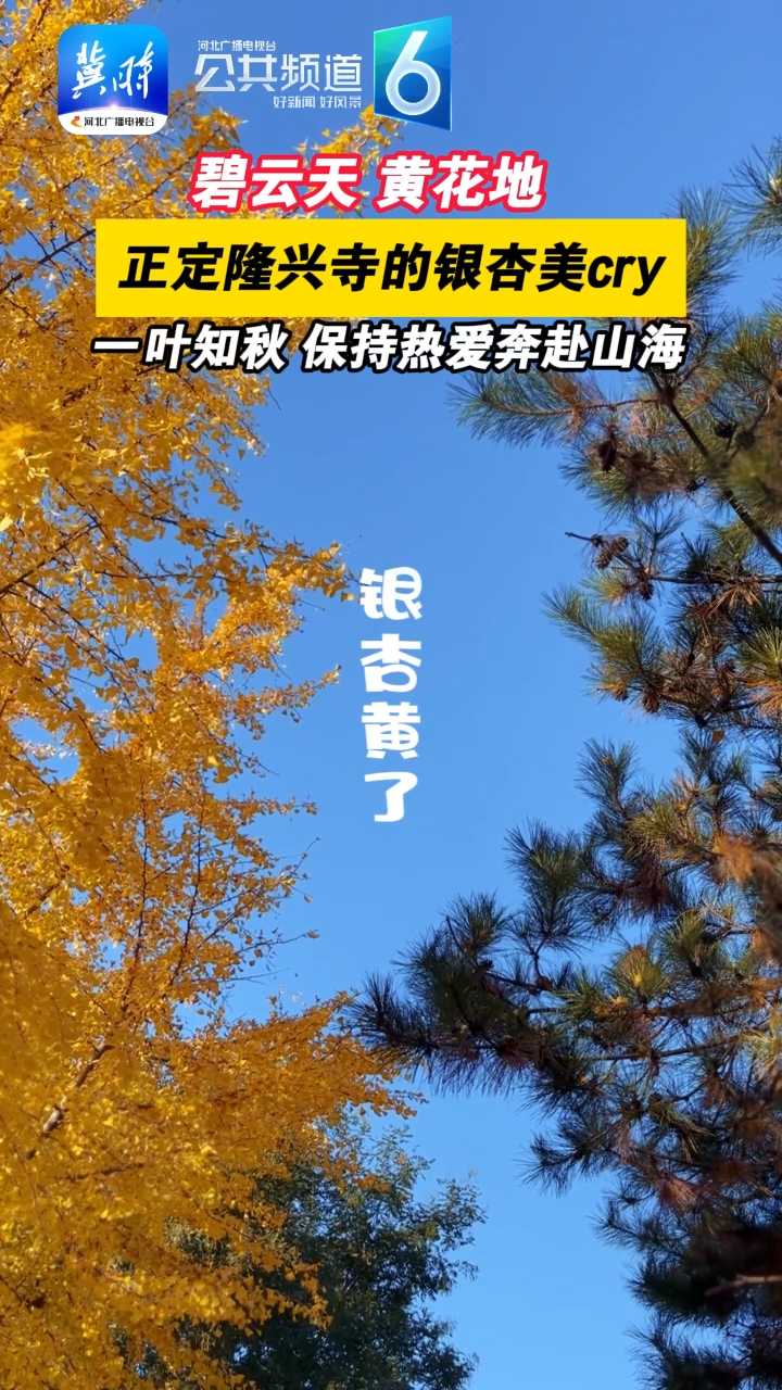 碧云天、黄花地，正定隆兴寺的银杏美cry，一叶知秋，保持热爱奔赴山海！