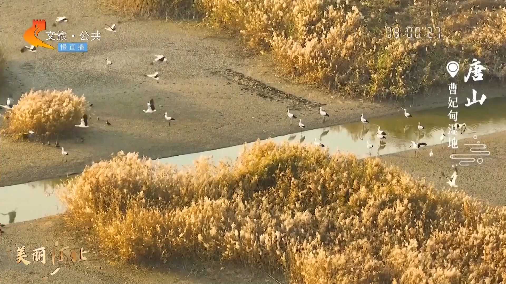 美丽河北慢直播丨震撼！“鸟中国宝”东方白鹳上演集体空中芭蕾~唐山 清晨 2024/11/05 #这么近，那么美，周末到河北