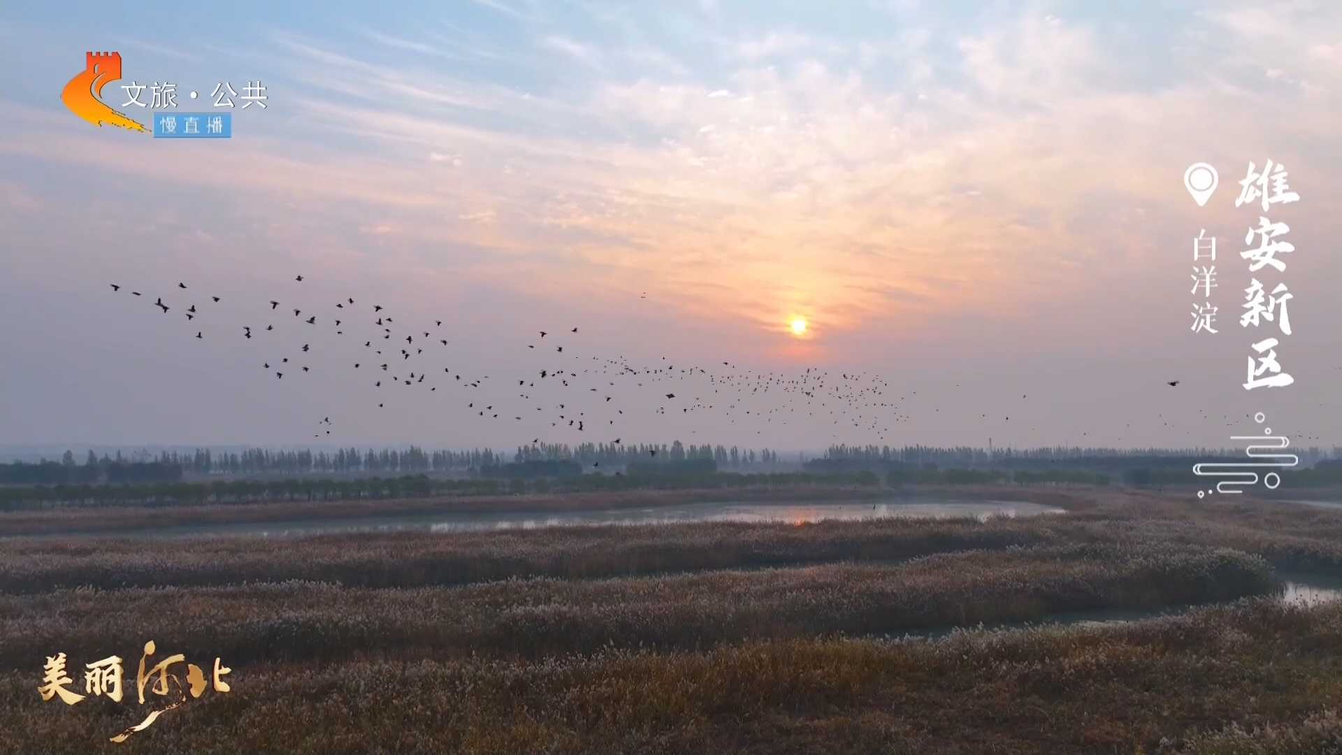 美丽河北慢直播丨白洋淀暖阳照水，候鸟纷飞迎晨光 清晨 2024/11/10#这么近，那么美，周末到河北